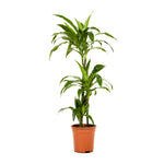 Dracaena Janet