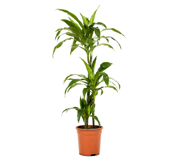 Dracaena Janet