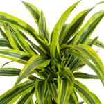 Dracaena fr. Der. Lemon. Lime 19 cms pots - 90 cms height
