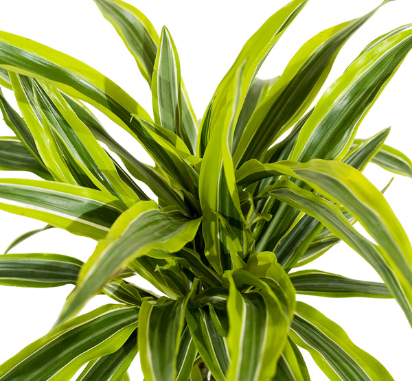 Dracaena fr. Der. Lemon. Lime 19 cms pots - 90 cms height