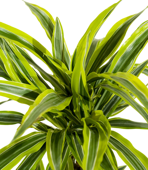 Dracaena fr. Der. Lemon. Lime 19 cms pots - 90 cms height
