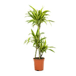 Dracaena fr. Der. Lemon. Lime 19 cms pots - 90 cms height