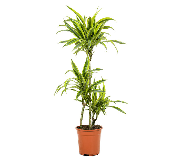 Dracaena fr. Der. Lemon. Lime 19 cms pots - 90 cms height
