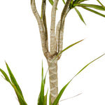 Dracaena Marginata