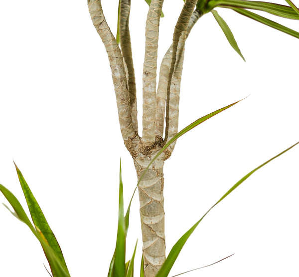 Dracaena Marginata