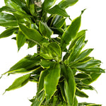Dracaena Fr Hawaiian Sunshine 27 cms pots -120 cms height