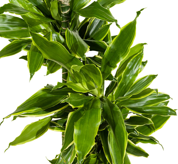 Dracaena Fr Hawaiian Sunshine 27 cms pots -120 cms height