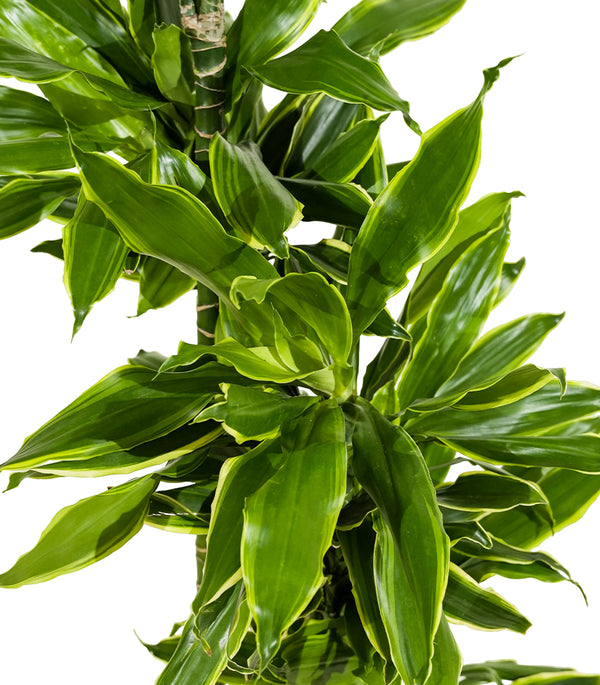 Dracaena Fr Hawaiian Sunshine 27 cms pots -120 cms height