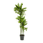 Dracaena Fr Hawaiian Sunshine 27 cms pots -120 cms height