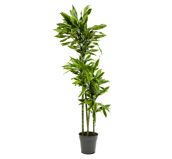 Dracaena Fr Hawaiian Sunshine 27 cms pots -120 cms height