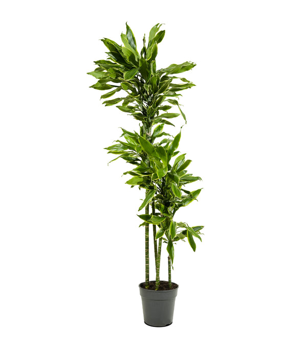 Dracaena Fr Hawaiian Sunshine 27 cms pots -120 cms height