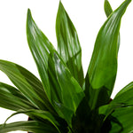 Dracaena Fr Compacta-27 cms pots & 100 cms height