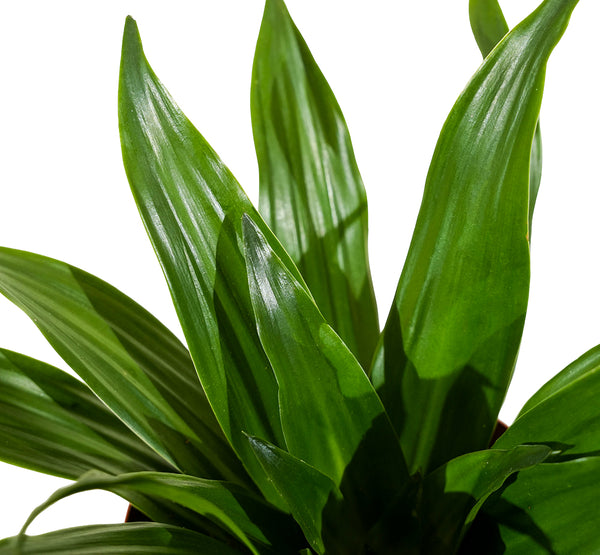 Dracaena Fr Compacta-27 cms pots & 100 cms height