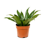 Dracaena Fr Compacta - S:14 cm