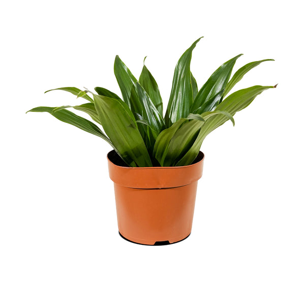 Dracaena Fr Compacta - S:14 cm
