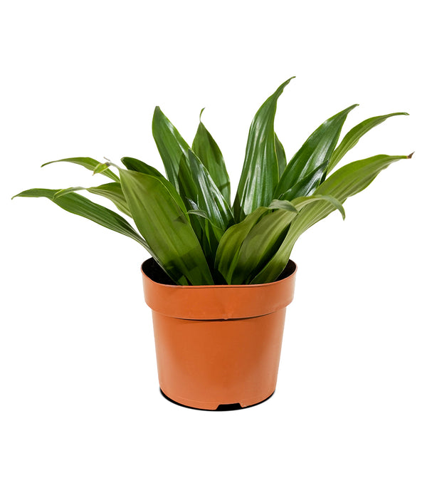 Dracaena Fr Compacta  14 cm pots