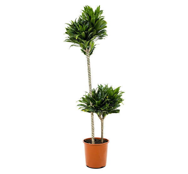 Dracaena Compact Multi Head-3-18 cms pots - 60 cms height