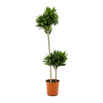 Dracaena Fr Compacta-27 cms pots & 100 cms height