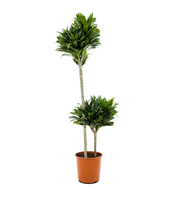 Dracaena Fr Compacta-27 cms pots & 100 cms height