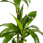 Dracaena Janet