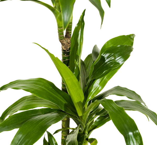 Dracaena Janet