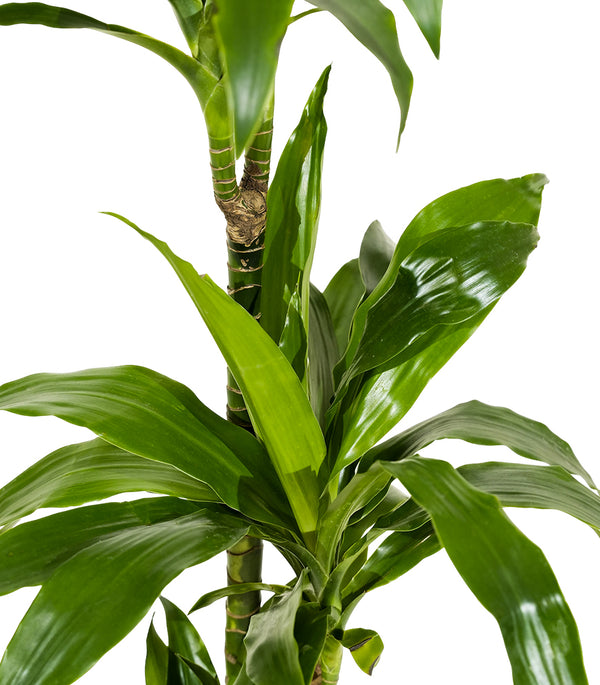Dracaena Janet