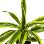 Dracaena Lemon lime 18 cms pots - 35 cms height