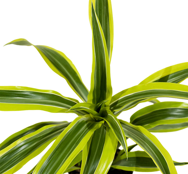 Dracaena Lemon lime 18 cms pots - 35 cms height