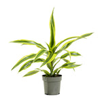 Dracaena Lemon lime 18 cms pots - 35 cms height