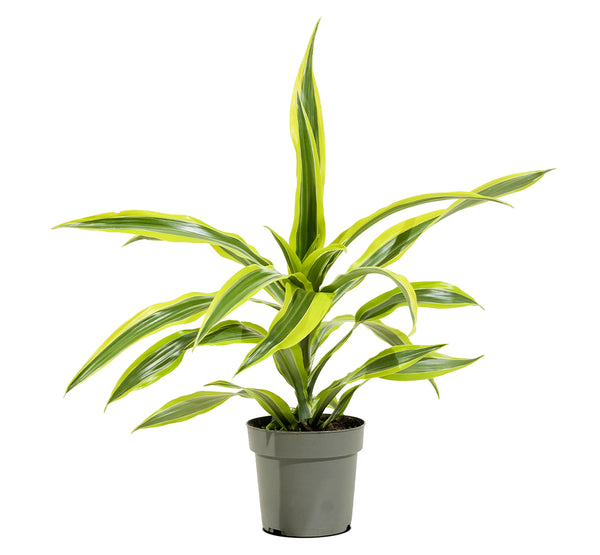 Dracaena Lemon lime 18 cms pots - 35 cms height