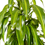 Dracaena fr. Massangeana