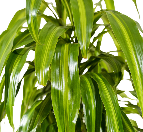 Dracaena fr. Massangeana