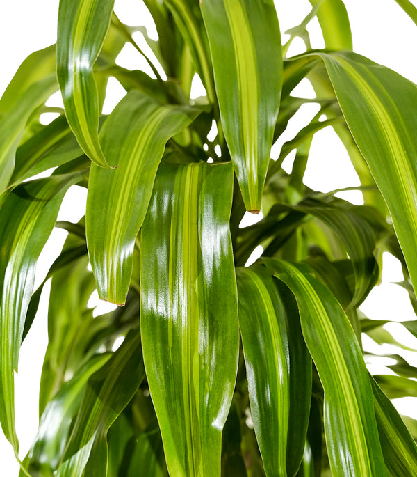 Dracaena fr. Massangeana