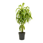 Dracaena fr. Massangeana