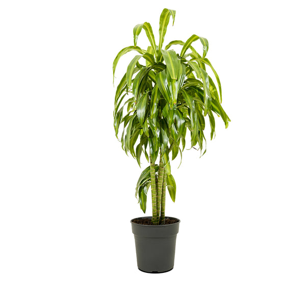 Dracaena fr. Massangeana