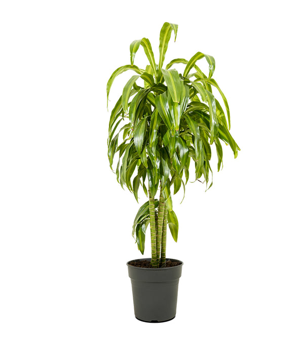 Dracaena fr. Massangeana