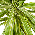 Dracaena Warneki 21 cms pots - 60 cms height