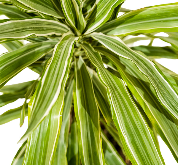 Dracaena Warneki 21 cms pots - 60 cms height