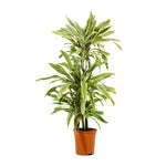 Dracaena Warneki 21 cms pots - 60 cms height