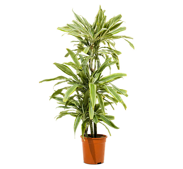 Dracaena Warneki 21 cms pots - 60 cms height