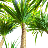 Dracaena Draco