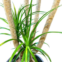 Dracaena Draco