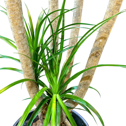 Dracaena Draco