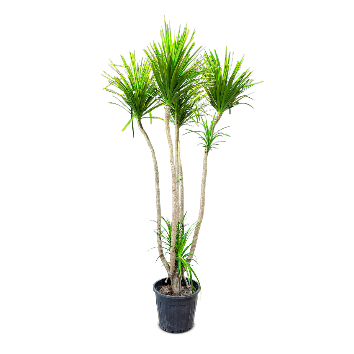Dracaena Draco