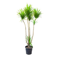 Dracaena Draco