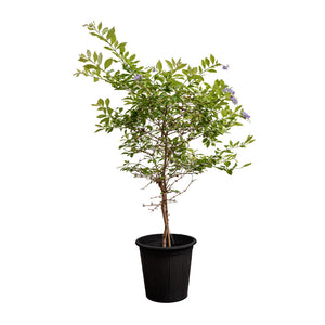 Durantha Ball Green