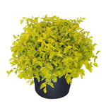 Durantha Gold-PR-SHRUB-W:0-S:25 cms-H:60 cms