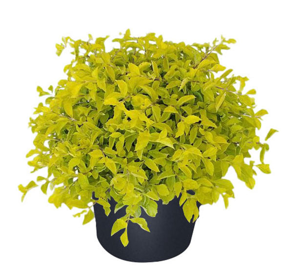 Durantha Gold-PR-SHRUB-W:0-S:25 cms-H:60 cms