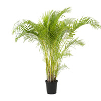 Dypsis Lutescens (Areca)
