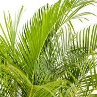Dypsis Lutescens (Areca)